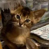 アビシニアン【神奈川県・男の子・2023年12月29日・ルディ】の写真1「ママ猫にお髭をカットされました（笑）でも、きれいに生え揃うので大丈夫！」