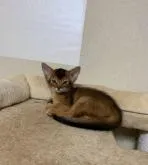 アビシニアン【神奈川県・男の子・2022年6月7日・ルディ】の写真2