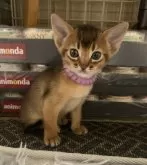 アビシニアン【神奈川県・女の子・2023年12月29日・ルディ】の写真3