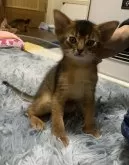 アビシニアン【神奈川県・男の子・2023年12月29日・ルディ】の写真5