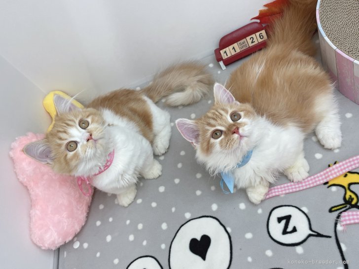 湯澤さき江ブリーダーのブログ：新しく子猫の掲載しました😍