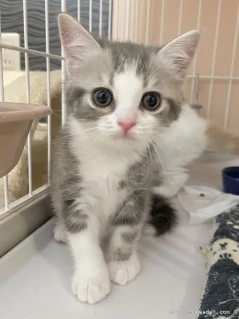 ID：2109-01730の子猫