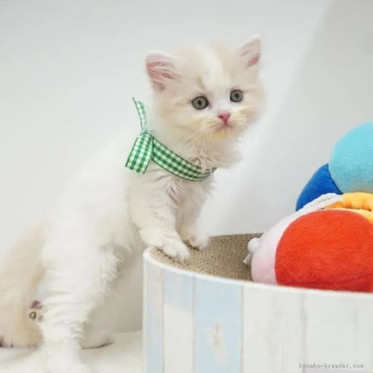 ID：2306-02368の子猫