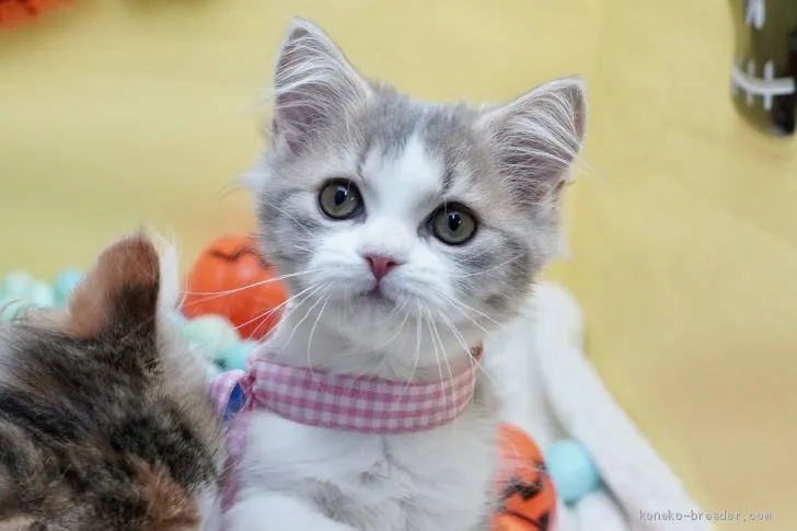 きー 様のお迎えした子猫