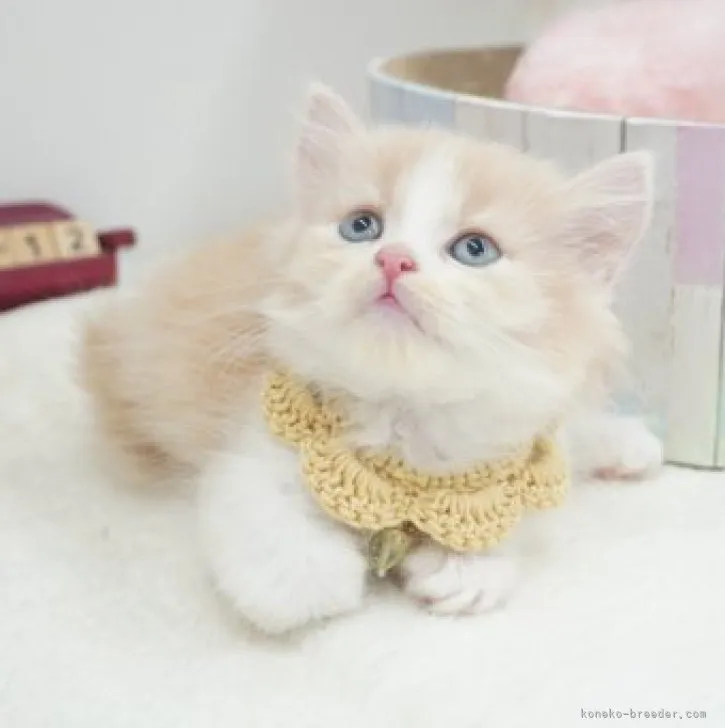 ID:2307-01334の子猫