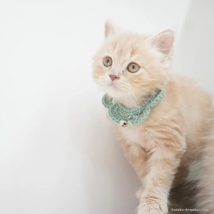 ID:2307-01329の子猫