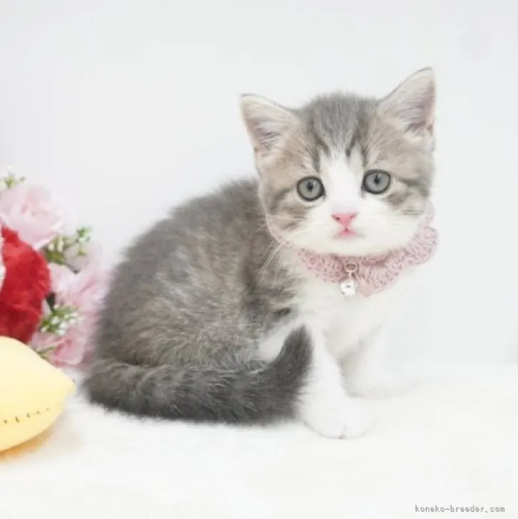 ID:2307-00891の子猫