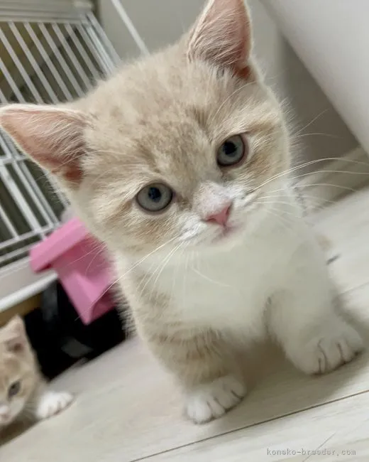 ID:2112-01237の子猫