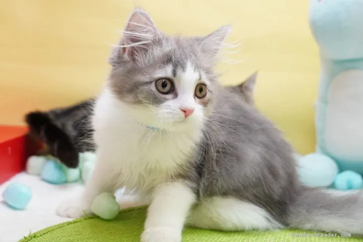 ID：2006-01507の子猫