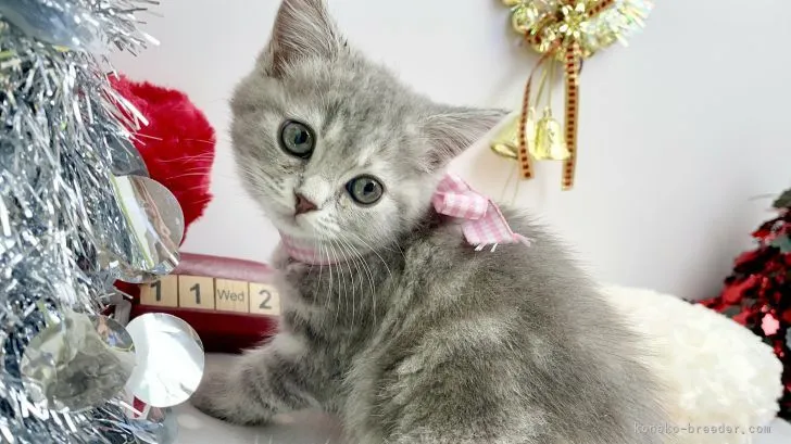 ひまわり 様のお迎えした子猫