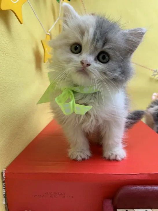 ID：1912-01119の子猫