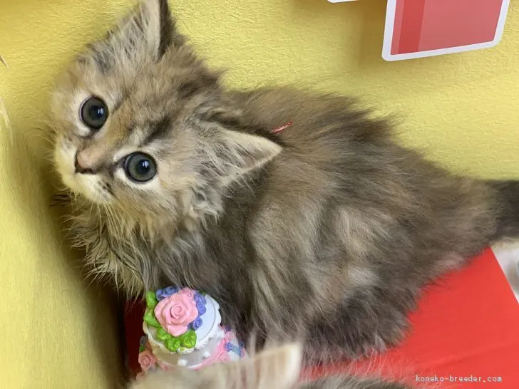 みゆ 様のお迎えした子猫