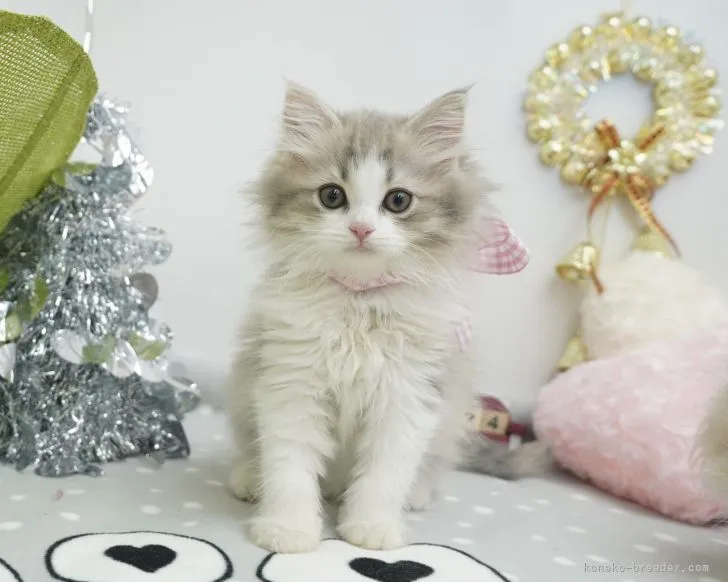 ID：2112-02306の子猫