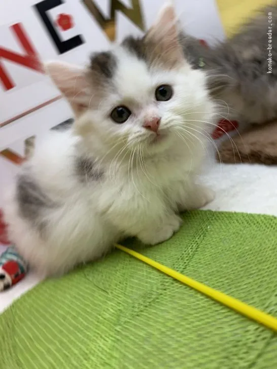 ID:1912-01125の子猫