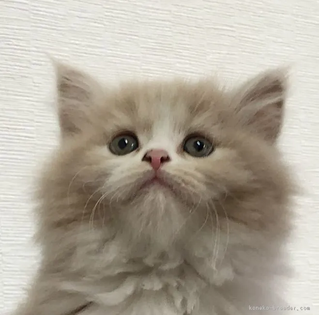 ID：1801-00757の子猫