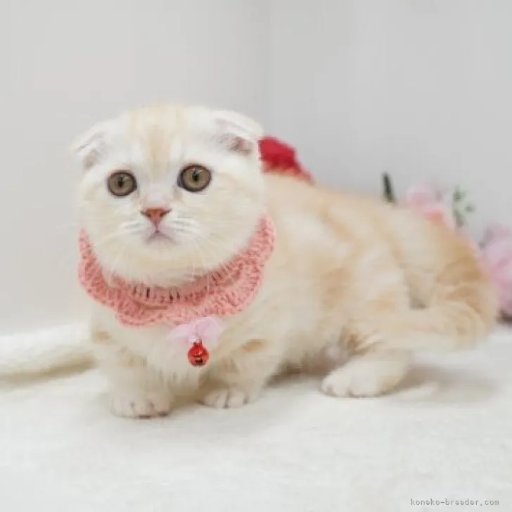 ID：2311-01633の子猫