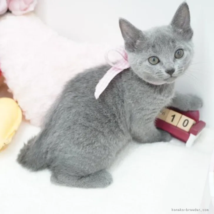 ID:2306-01134の子猫
