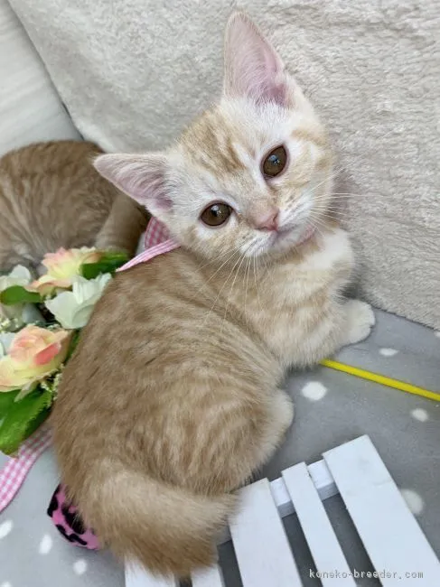 ID:1903-00707の子猫