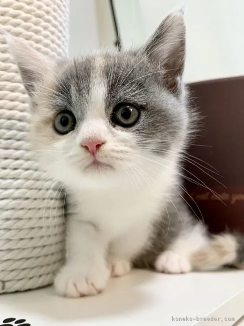 ID:2108-00929の子猫