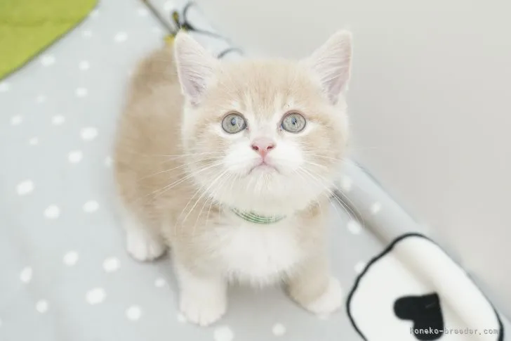 ID：2109-00670の子猫