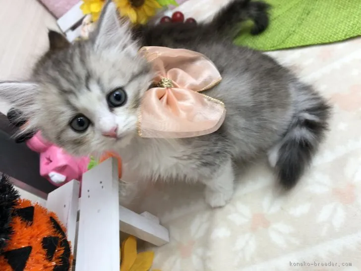 ID：1810-01469の子猫