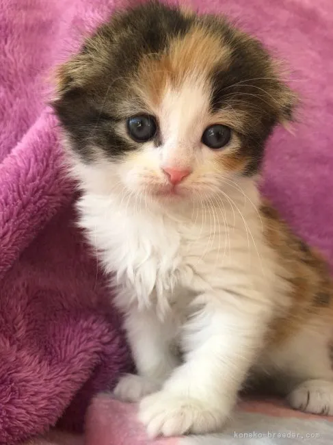 ID:1801-01094の子猫