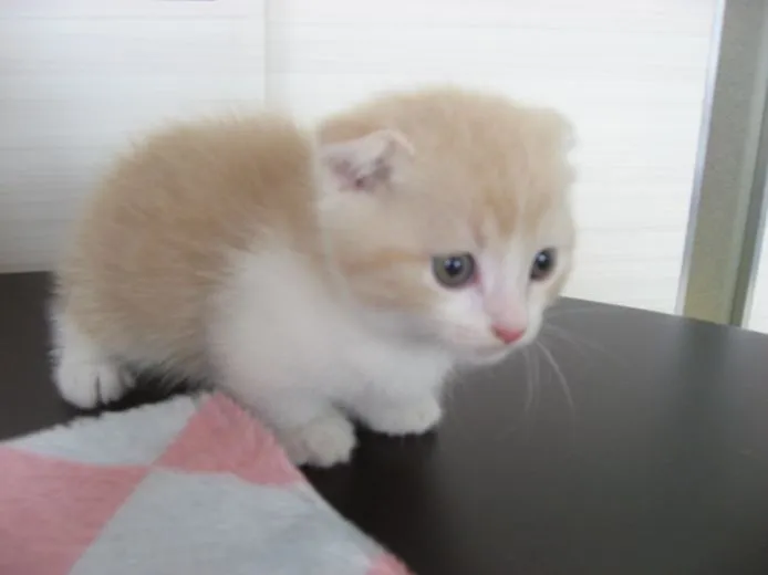 ID:1506-00362の子猫