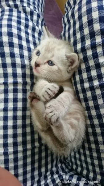 ID:1506-00543の子猫