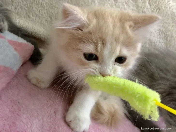 ID:1806-00630の子猫