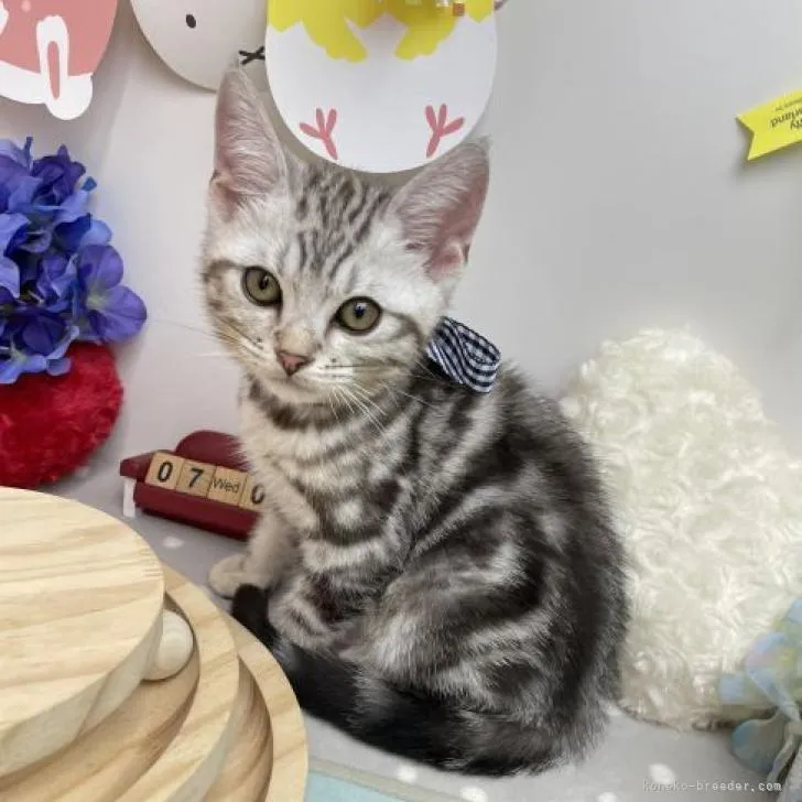 ピエロ 様のお迎えした子猫