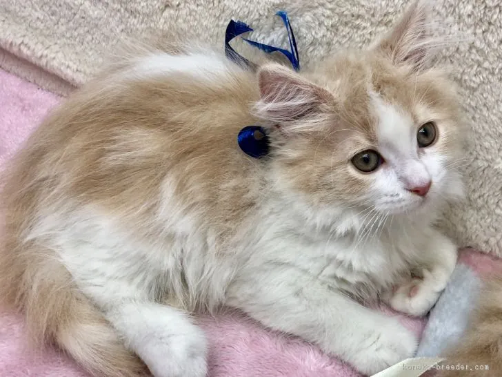 ID：1805-01395の子猫