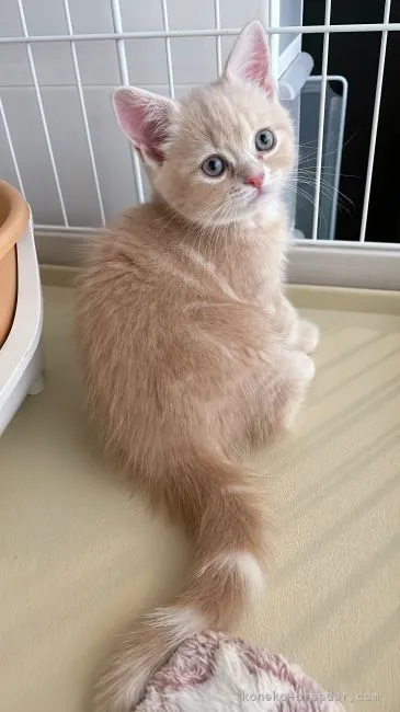 ID:2206-01187の子猫