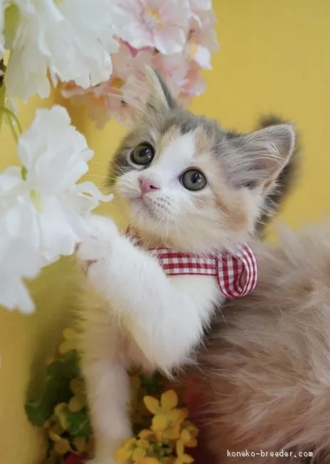 ID:2103-00128の子猫