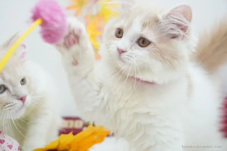 ID:2110-01506の子猫