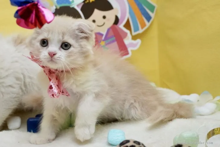 ID:2007-02066の子猫