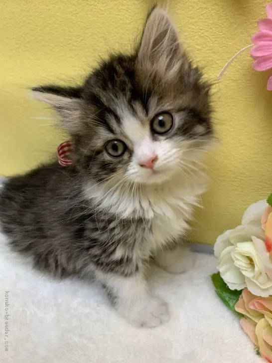 ID:1906-00649の子猫