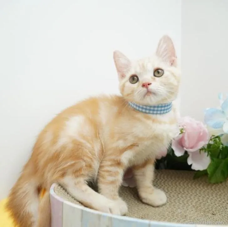 ID:2207-02537の子猫