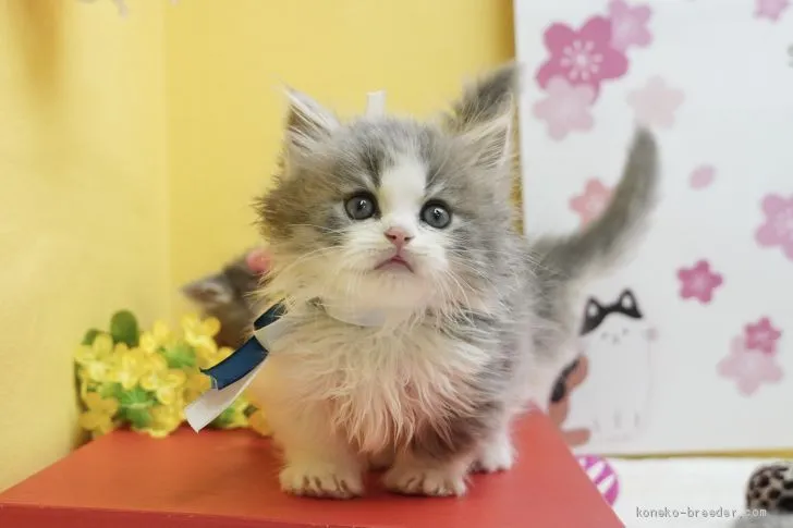 ID:2102-01135の子猫