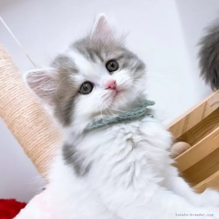 ID:2312-01512の子猫