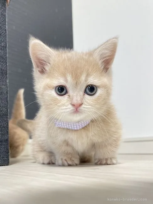 ID：2112-01773の子猫