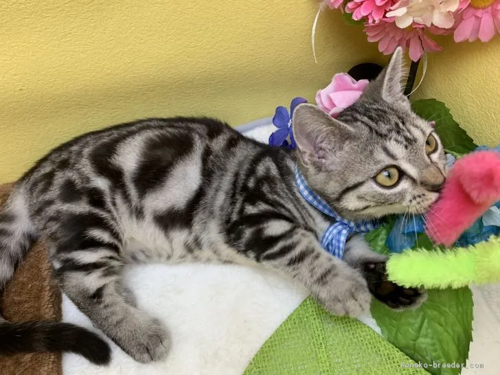 ID:1907-01197の子猫