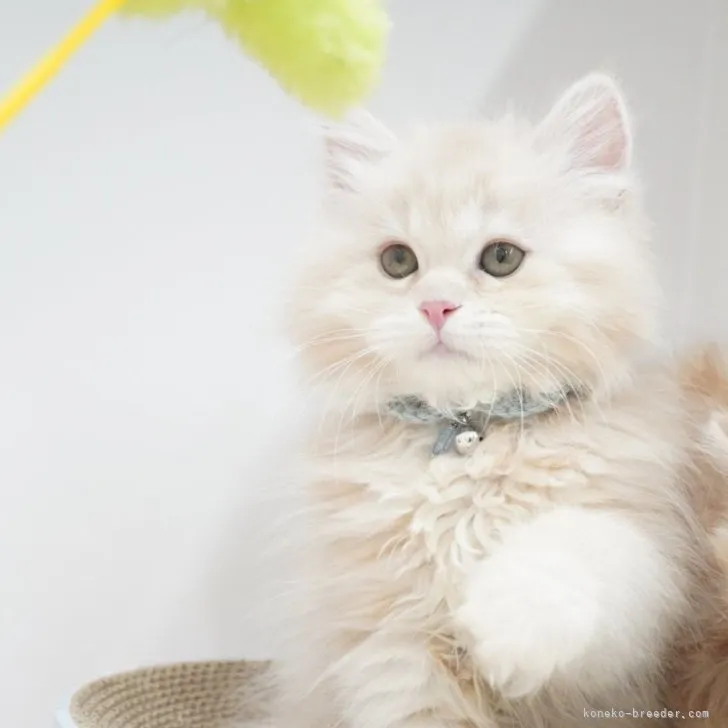 ID:2307-01330の子猫