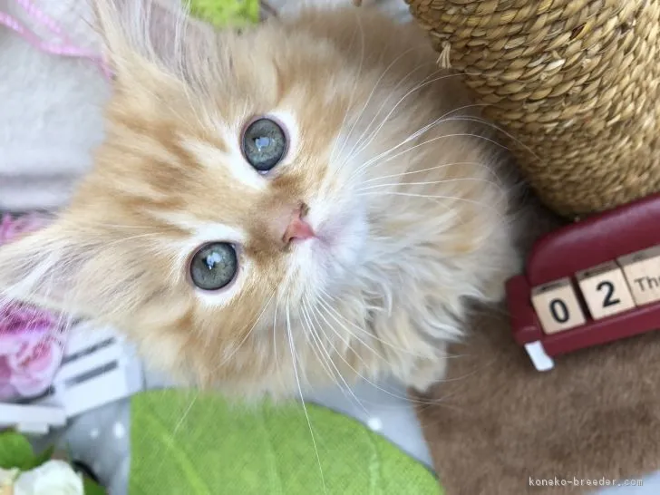 ID:1902-00236の子猫