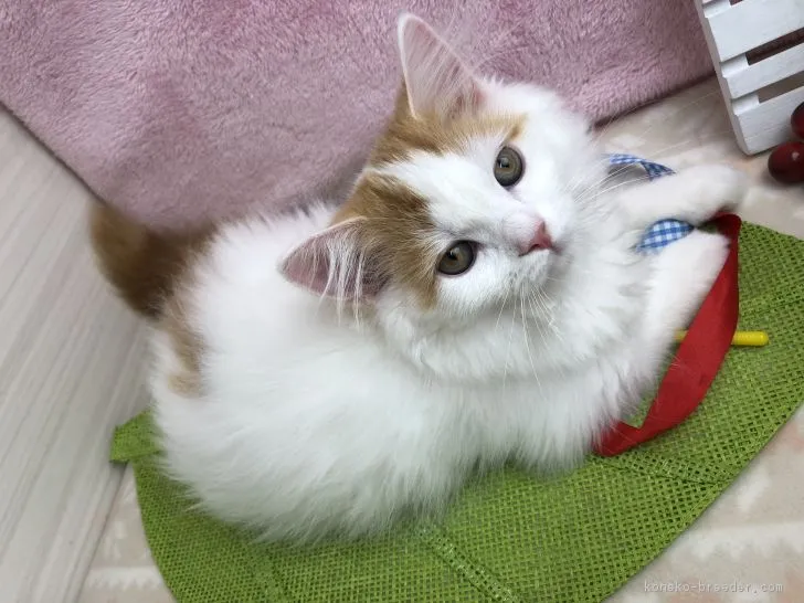 ID:1808-00261の子猫