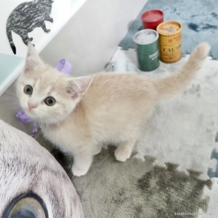 ID:2310-02696の子猫