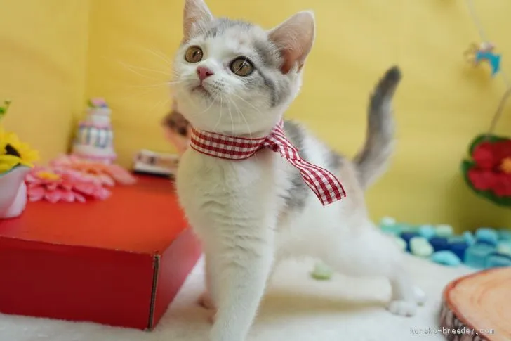 ID：2008-00927の子猫