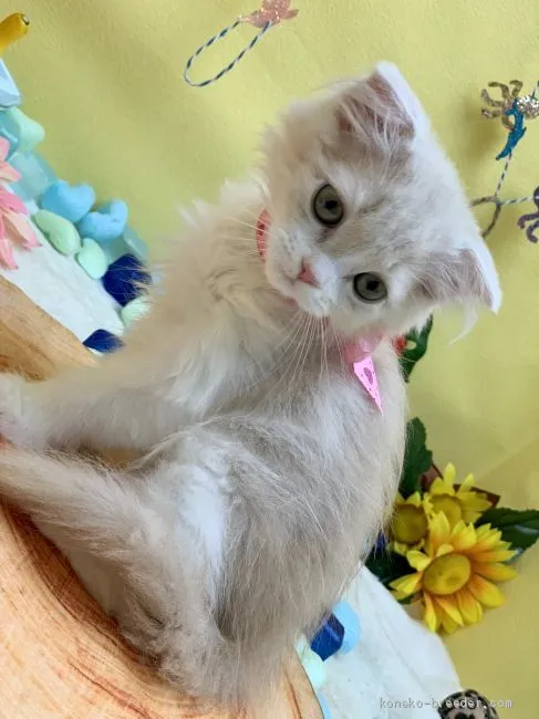 ID:2007-02065の子猫