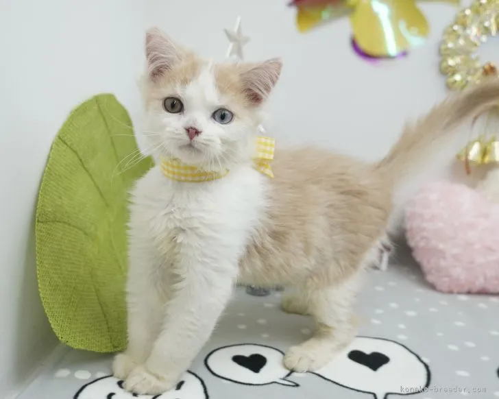 ID：2201-00340の子猫