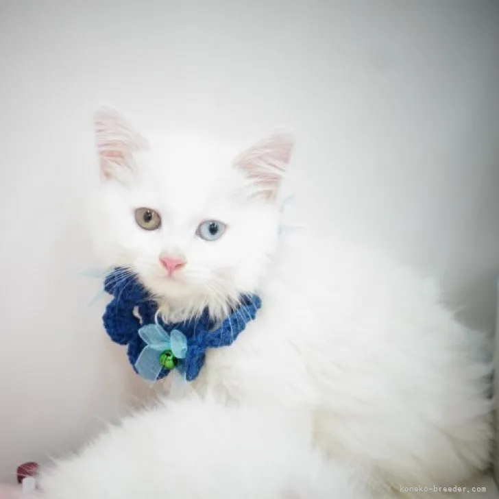 ID:2308-01752の子猫