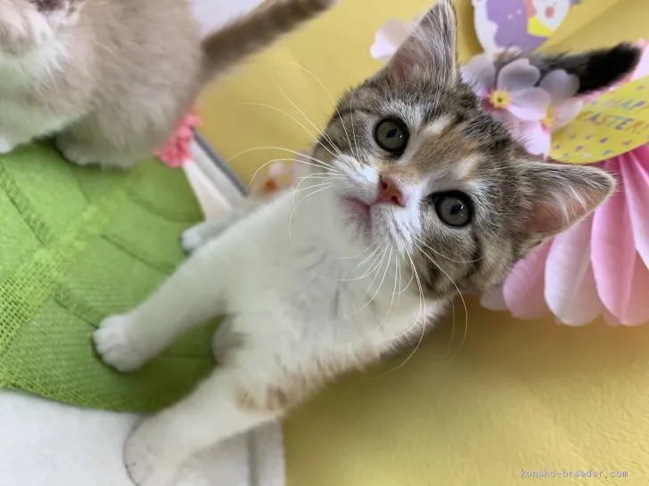 ID:2001-01410の子猫
